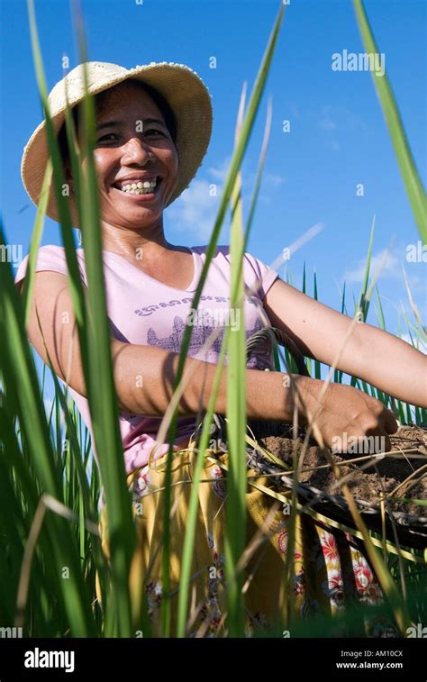 Laughing Farmers Woman Putting Natural Fertilizer On A Rice Field Takeo Province Cambodia