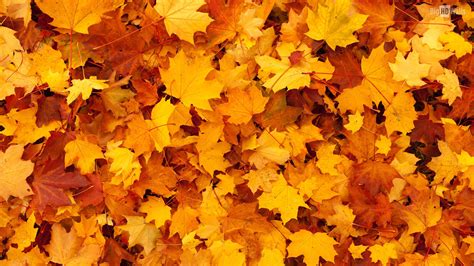 Free Download Autumn Orange Leaves Hd Background008 1920x1080 For