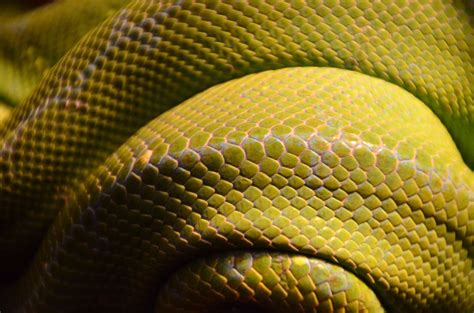 Green Snake Scales Hd Photo By Jesper Aggergaard Aggergakker On