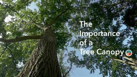 The Importance Of A Tree Canopy Youtube
