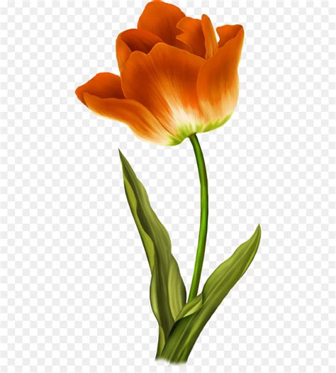Bunga Tulip Lukisan Gambar Png