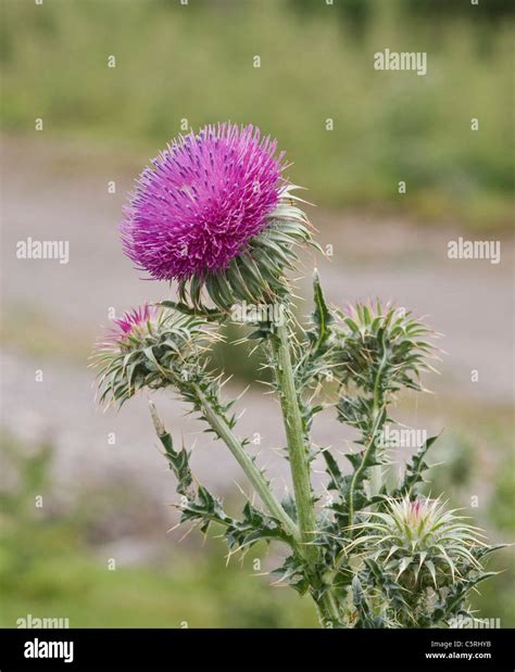 Musk Thistle Carduus Nutans Photographed On The Edge Of A Quarry In