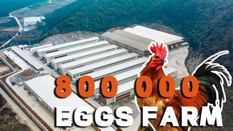 800000 Layer Chickens Farm Egg Production Farm1080p Youtube