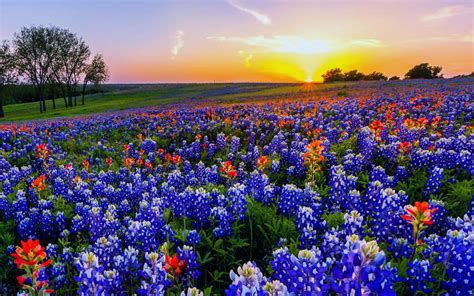 🔥 46 Texas Wildflowers Free Wallpaper Wallpapersafari