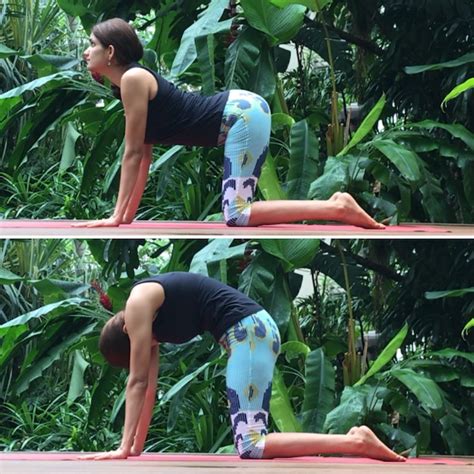 The cat and cow poses are simple and provide great benefits, including opening the lungs for better breathing. description & history the cat and cow poses are considered simple yoga poses. Cat Cow Pose | Yoganama