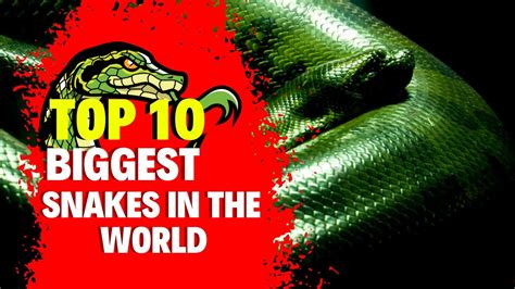 Discover The Top 10 Biggest Snakes Ever Recorded See How Big The