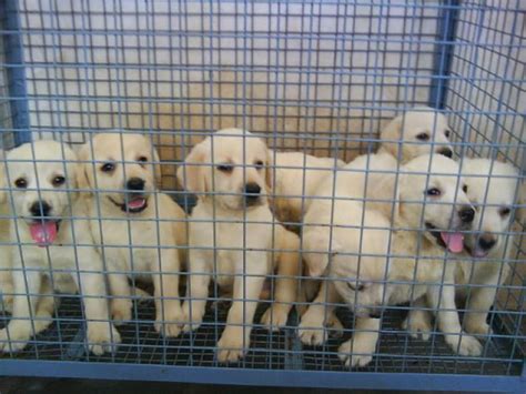 For instance, labs were used as gun dogs (to retrieve the gunned down birds or small animals like rabbits) we have so many indian pariah dogs that also you can adopt from the shelters via ngos. Labrador Retriever Puppies for Sale(M.senthamil selvan 1 ...