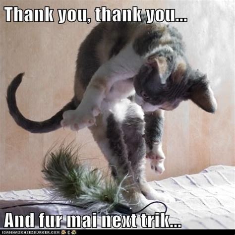 Thank You Thank Youlolcats Thanks Pinterest Funny Cat Pictures Funny Cats And Funny