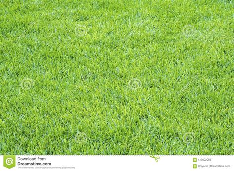 Details Of Light Green Grass Background 1 Stock Photo