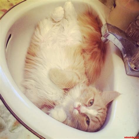 Sinks Are For Sitting Cute Cats Hq Pictures Of Cute Cats And