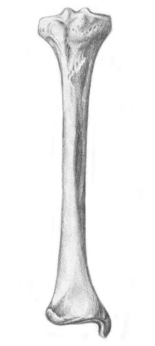 Tibia Fibula And Talus