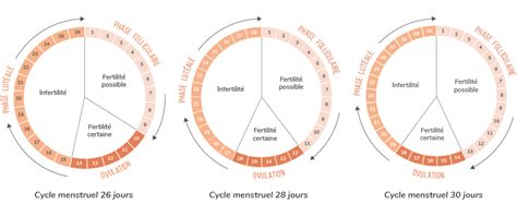 Ovulation Femme Cycle