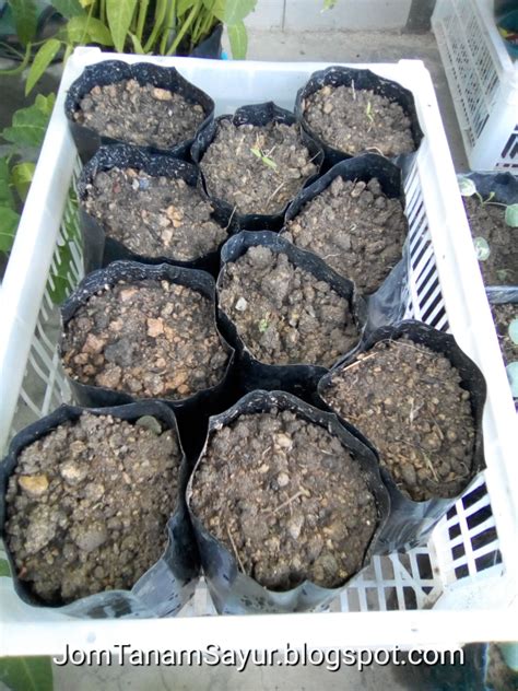 Ini cara saya untuk menyimpan benih tomat sendiri saya memakai 2 cara, cara kering dengan tisu dan cara basah dengan merendamnya ke air terlebih dahulu 2. Jom Tanam Sayur ( JTS ) : Semai benih tomato untuk Projek ...