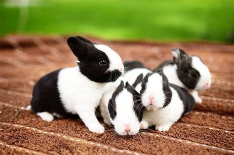 Cute Baby Bunnies Cute Baby Bunnies Pet Bunny Bunny Paws