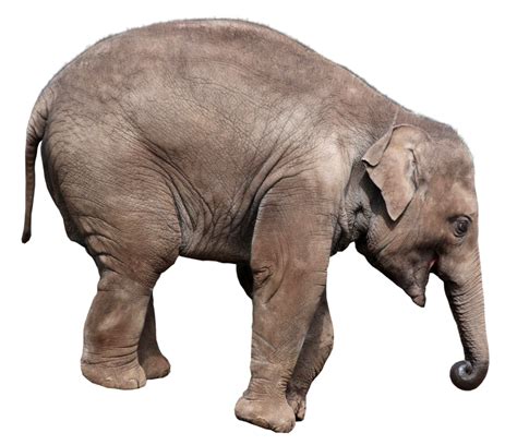 We did not find results for: Gray Elephant Standing PNG Image - PurePNG | Free ...