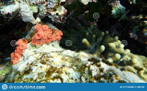 Sun Coral Or Sun Polyps Orange Cup Coral Tubastraea Coccinea Undersea