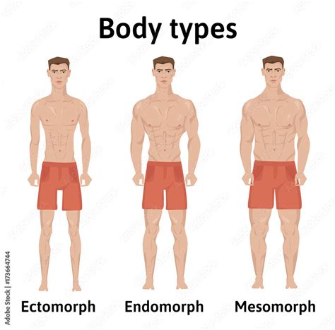 The 3 Body Types Ectomorph Mesomorph And Endomorph