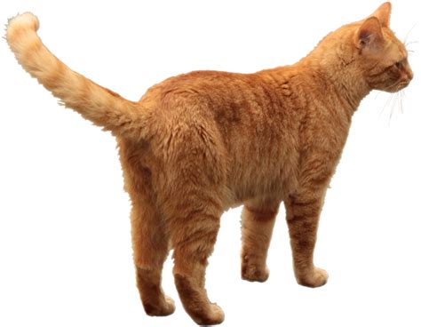 Download Orange Tabby Cat Transparent Png Image With No Background