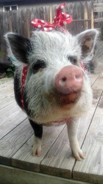 Pin By Tracy Gerhardt On Pig Tails Mini Pigs Pig Mini Pig