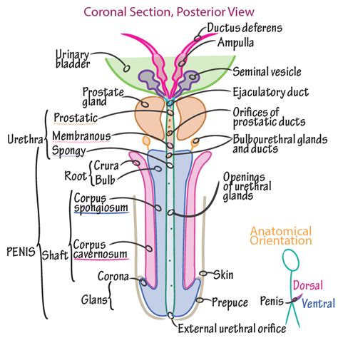 Active Learning For The Medical Sciences Draw It To Know It