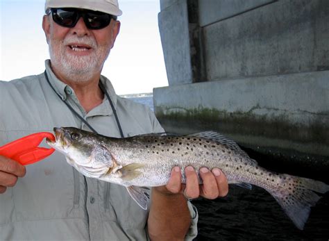 How To Catch Speckled Trout Soundside Adventures