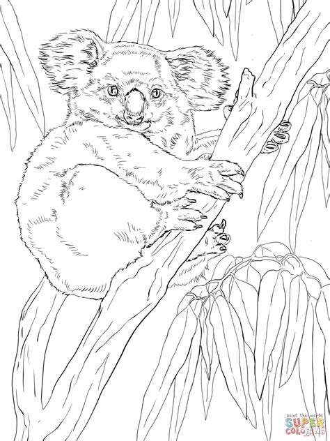 Coloriage Koala Sur Eucalyptus Coloriages à Imprimer Gratuits