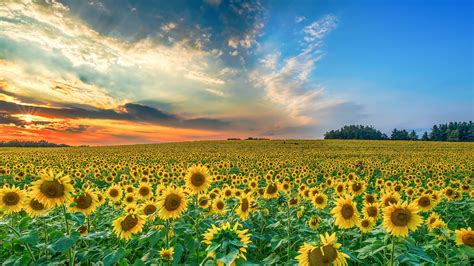 Broad Field Of Sunflowers Under Cloudy And Blue Sky During