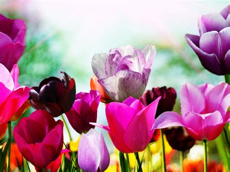 Superb Spring Tulips 1600 X 1200 Wallpaper