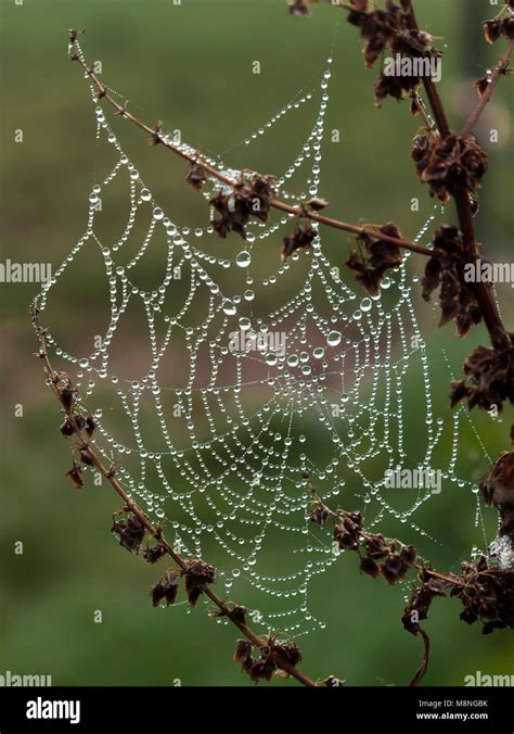 Spider Web Covered In Dew Stock Photo Alamy