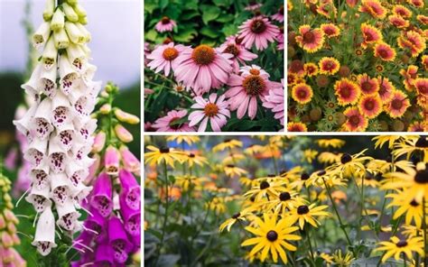 10 Perfect Georgia Perennials Plus Growing Tips Garden Lovers Club