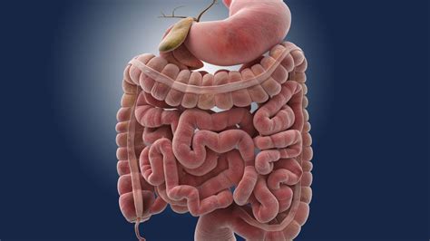 What Is The Best Test For Small Intestinal Bacterial