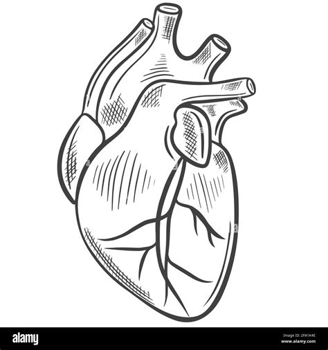 Corazón Humano Croquis A Mano Alzada Vectorel Principal órgano