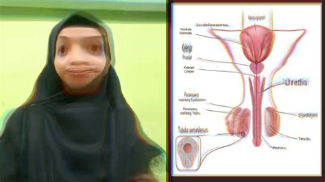Menstruasi terjadi karena tidak terjadi peristiwa pembuahan b. SISTEM REPRODUKSI PRIA (ANATOMI DAN FISIOLOGI MANUSIA) - YouTube