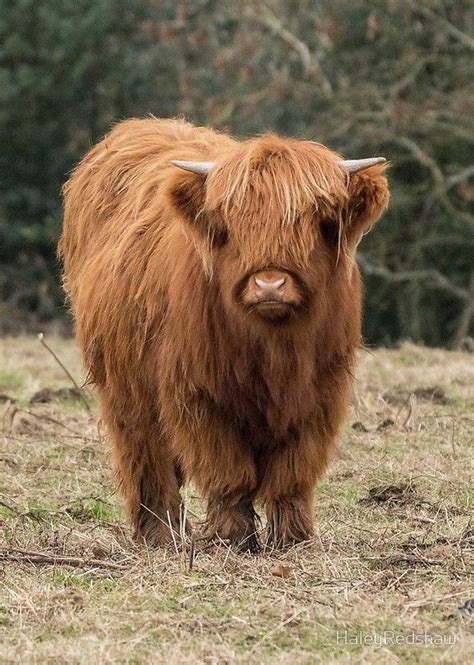 It may be a controversial position, but there, i said it; Young Scottish Highland cow | Fluffy cows, Scottish ...