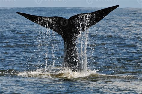 Whale tail - papasenturin