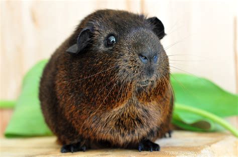 They were originally native to south america. Free Images : animal, mammal, rodent, fauna, guinea pig ...