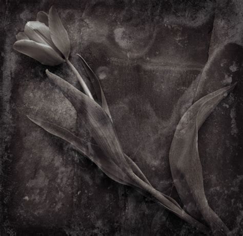 Distressed Tulips 4 Fine Art Flower Photographs By Christopher John