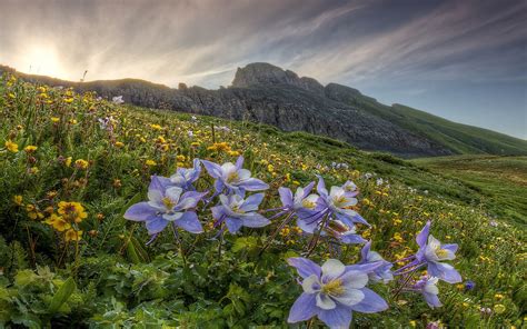 Beautiful Mountain Flowers Download Widescreen Landscapes