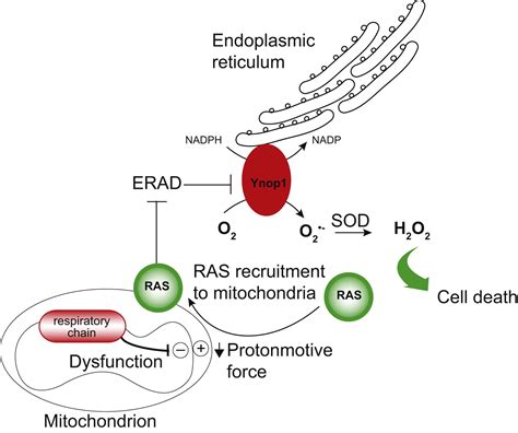 mitochondrial dysfunction indirectly elevates ros production by the endoplasmic reticulum cell