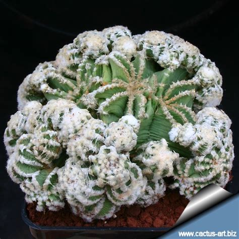 In their mexican homeland, the succulents are used to rare but heavy downpours. Aztekium hintonii forma mostruosa