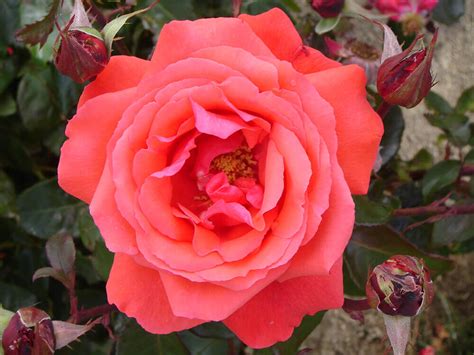 Bush Rose Fragrant Cloud 47l — Mosgiel Garden Place