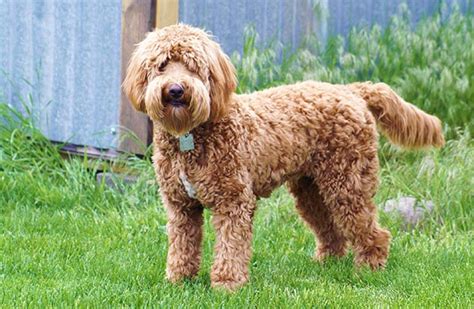 Lexie is a fourth generation f2b goldendoodle. Mini Goldendoodle for Sale near Me, and Tips to Get the ...