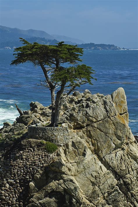 Lone Cypress Portrait Seventeen Mile Drive Monterey Ca Flickr