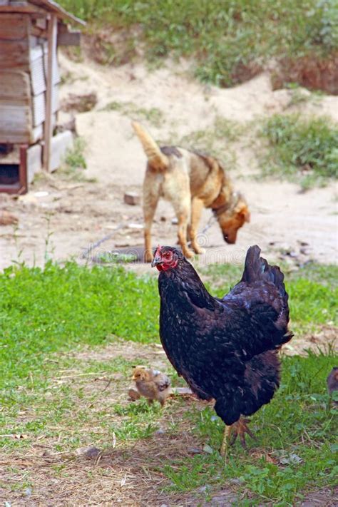 Small Chickens Eating In Poultry Near Mother Hen And Dog Domestic