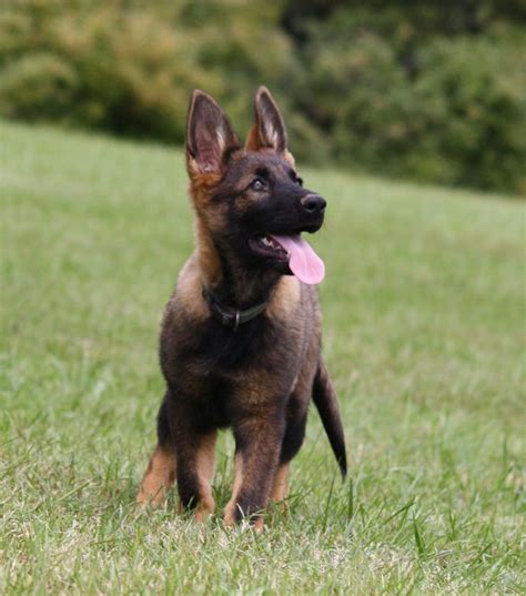 Buy and sell almost anything on gumtree classifieds. red sable german shepherd - Bing Images | Sable german ...
