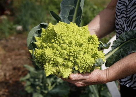 Friends, that thing is romanesco, and i am here to tell you that it's freaking delicious. Romanesco: 5 Reasons To Fall in Love
