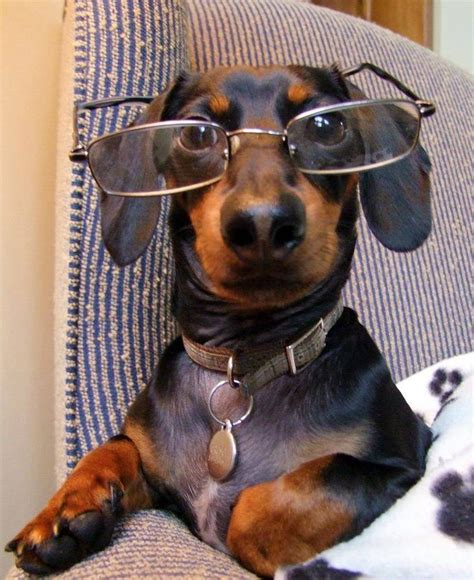 Look These Dogs Are Wearing Glasses And They Suit Them 14