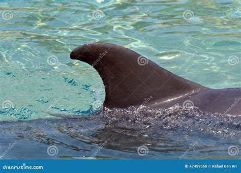 Dolphin Fin Stock Photo Image Of Mammals Liquid Amusement 47459568