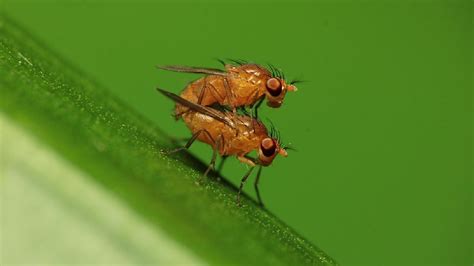 To Avoid Infidelity This Is How Male Flies Make The Female Partner