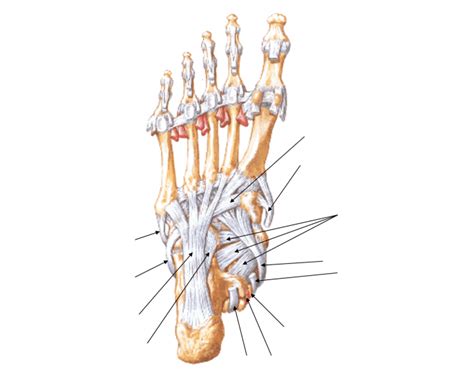 Muscles, tendons, and ligaments run along the surfaces of the feet, allowing the complex movements needed for motion and balance. Ligaments and tendons of foot plantar view